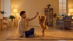 Proč si pes přestal hrát? 4 časté příčiny a co by měl majitel udělat