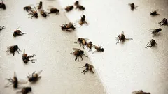 Ve vašem domě se už nebudou vyskytovat komáři: pomůže vám levný prostředek s vínem